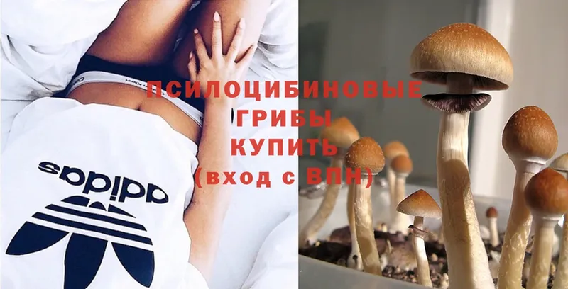 Псилоцибиновые грибы MAGIC MUSHROOMS  blacksprut вход  Добрянка  как найти закладки 